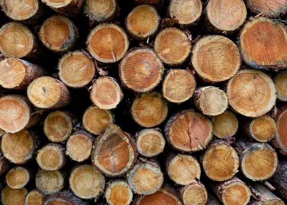 Hout